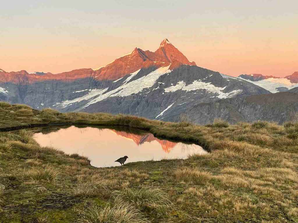 Whare Kea Luxury Trek